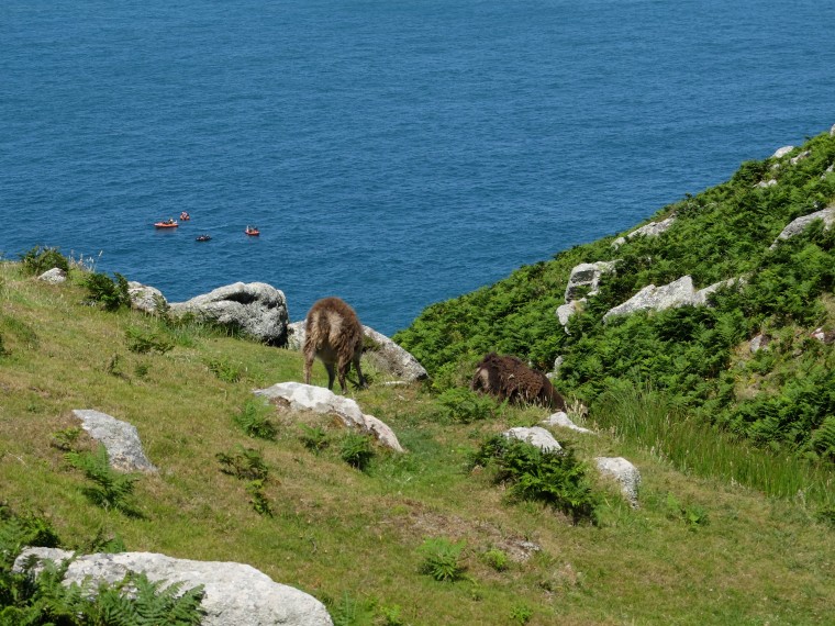 Soay Sheep Grazing at the North end.