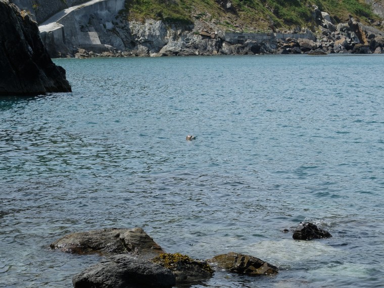 Seals basking in the harbour.